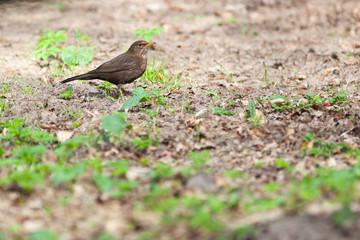 Turdus merula, Blackbird.