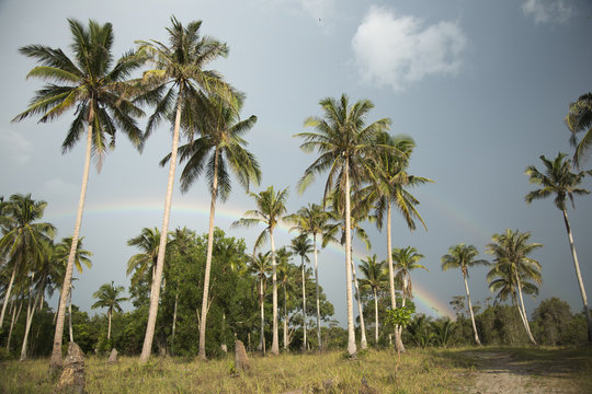 Palm trees,cloudy sky, rainbow © Belphnaque