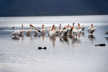 Naklejka premium Pelicans les pieds dans l'eau
