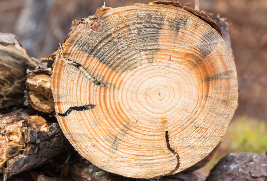 Round Headed Borer larva in pine wood