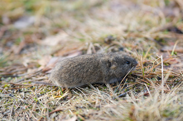 Mouse vole, close-up