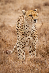 cheetah wildlife tanzania