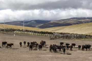 Wandcirkels aluminium Landscape with flock of cows © robscri