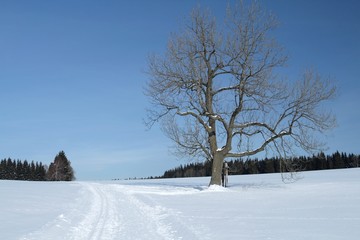Obraz premium Snowy Landscape with a Solitary Lime Tree