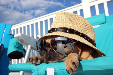 Pug Relaxing in Beach Chair - obrazy, fototapety, plakaty