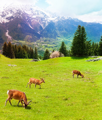 Fototapeta na wymiar Herd of deer in the mountains