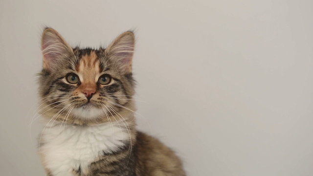 Siberian breed cat on background.