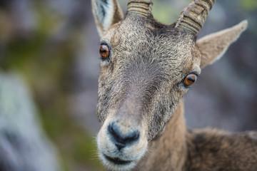 The first floor of an ibex