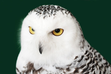 snow owl