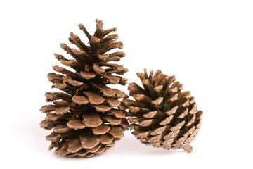 Pine Corn on White Background