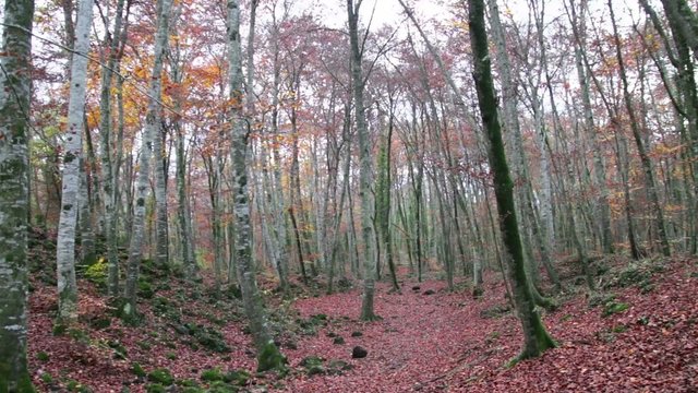 Beech Forest with Falling Leaves in Autumn