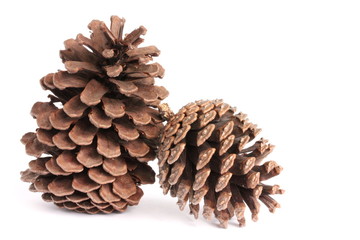 Pine Corn on White Background