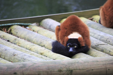 Red ruffed lemur.