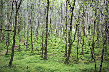 Fototapeta premium Tussock covered moss and grass in forest.