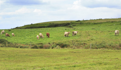 Fototapeta na wymiar Cows graze in the meadow.