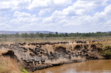 Wildebeests on the Masai Mara in Africa