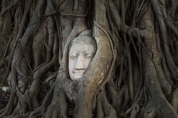 Head of Buddha statue in the tree roots, Ayutthaya, Thailand.