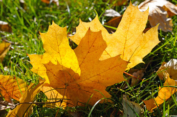yellow maple leaves on green grass