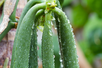 vanille, gousses vertes sur vanillier