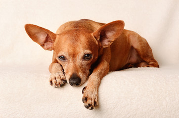 Miniature pinscher relax