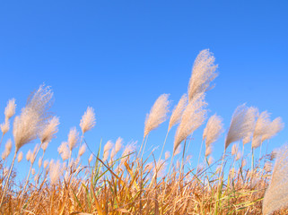 Obraz premium ススキ