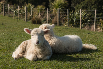 Fototapeta premium little lambs resting on grass