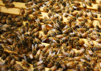 Honey Bees in their Hive
