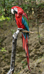 Green-winged macaw (Ara chloropterus).