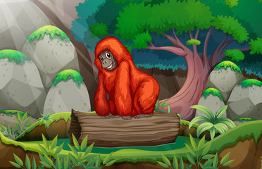 A gorilla at the jungle