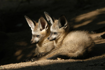 Bat-eared fox cubs (Otocyon megalotis).