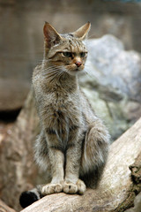 Fototapeta na wymiar European wildcat (Felis silvestris silvestris).