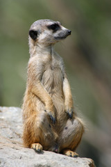 Meerkat (Suricata suricatta), also known as the suricate.