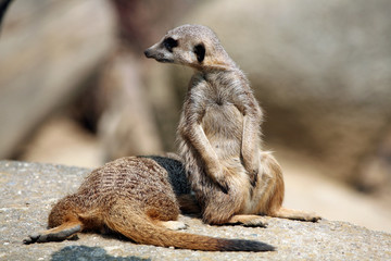 Meerkats (Suricata suricatta).