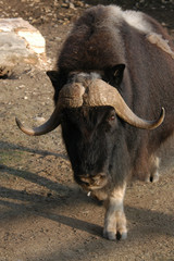 Musk ox (Ovibos moschatus). .