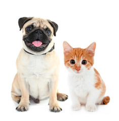 Funny pug dog and little red kitten isolated on white - obrazy, fototapety, plakaty