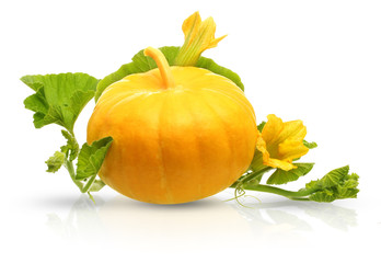 Pumpkin vegetable with leaves and flowers isolated