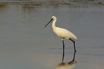 spatola (Platalea leucorodia) nello stagno