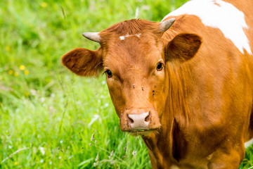 red cow in a green pasture on cattle farm