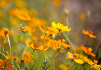 close up of cosmos flowers  in the garden