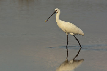spatola (Platalea leucorodia) nello stagno