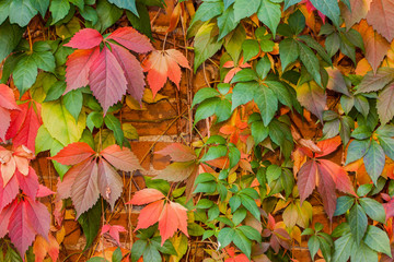 Colorful autumn leaf background
