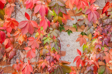 Colorful autumn leaf background