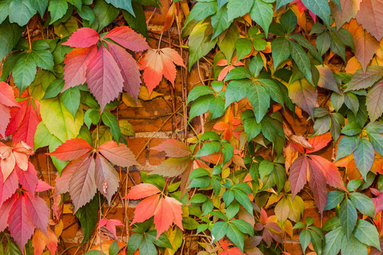 Colorful autumn leaf background