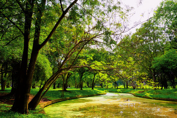 View of green trees in the park