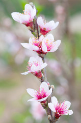 Obraz premium Branch with pink blossoms