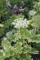 Hirschwurz-Haarstrang, Peucedanum, cervaria