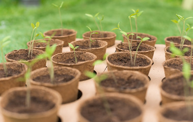 Young Seedlings in jiffy pots