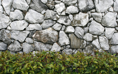 old rock wall with green plant