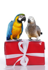 Papageien auf rotem Geschenk