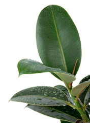 Fototapeta Ficus Leaves obraz